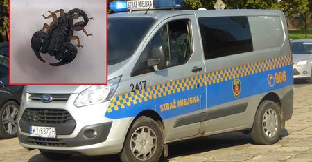Skorpion złapany w Warszawie. "Wyszedł spod łóżka"