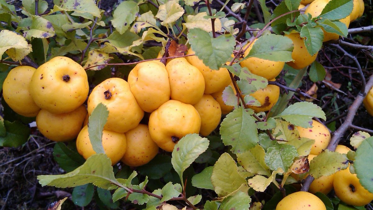 Drzewo pigwy to nie pigwowiec