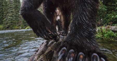 Jak powstało niesamowite zdjęcie, na którym samica grizzly uczy swoje młode polować?