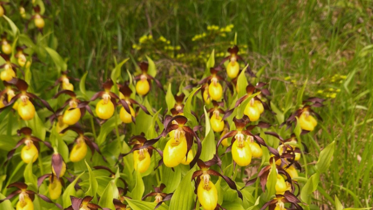 Storczyki w Tatrzańskim Parku Narodowym