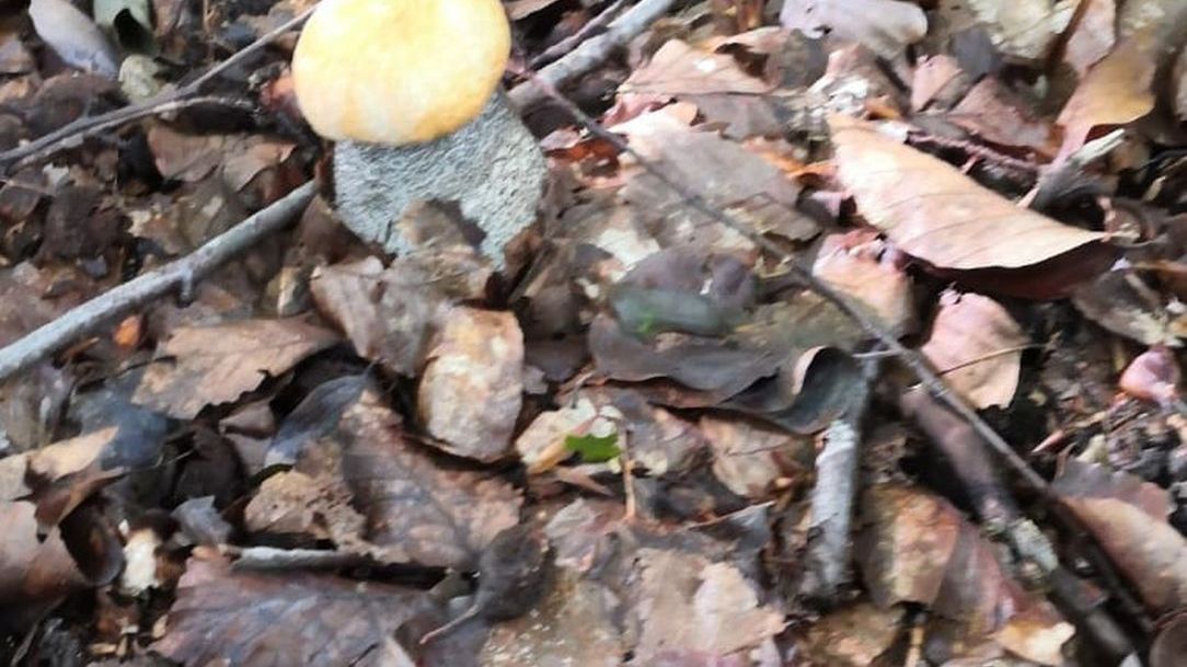 Odkrycie podczas grzybobrania. Zdjęcie ilustracyjne