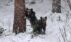 Leśnicy pokazali zdjęcie. Mnożą się pytania