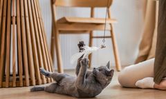 Polacy częściej niż inni opiekunowie wątpią w uczucia swoich kotów. Eksperci: to błędny odczyt sygnałów