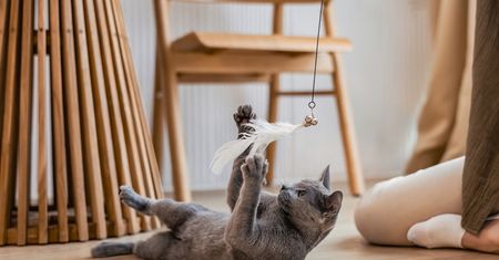 Polacy częściej niż inni opiekunowie wątpią w uczucia swoich kotów. Eksperci: to błędny odczyt sygnałów
