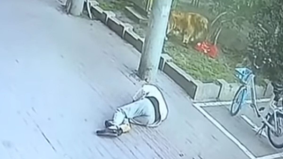 Kot spadł na mężczyznę. Ten stracił przytomność