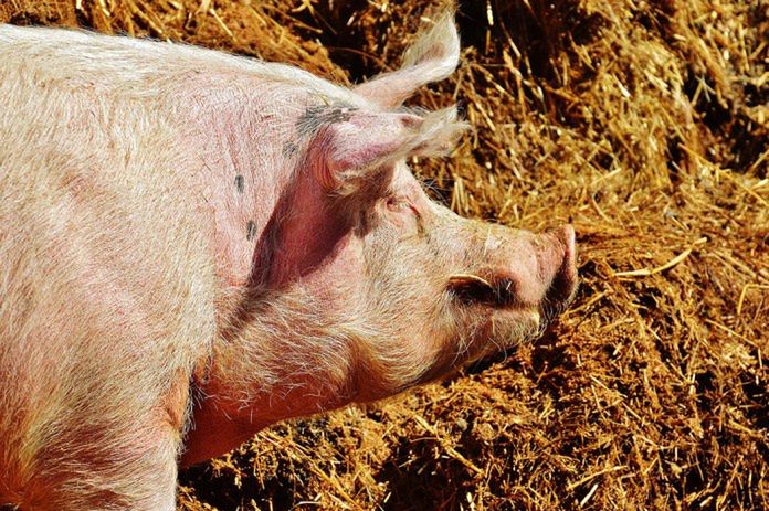 Nieznaczne zmiany cen tuczników po majówce. Kiedy nastąpi sezonowy impuls?