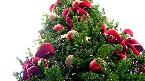 Choinka, która może zabić 1