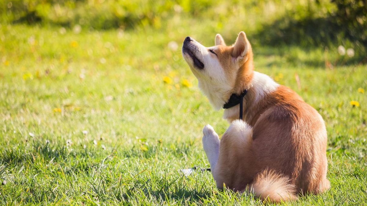 domowe sposoby na pchły u psa i kota [123rf.com]