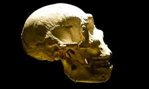 Trop wiedzie z Krymu na Syberię. Nowe DNA rysuje szlak prehistorii