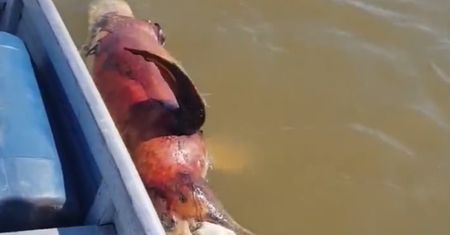 Masowa śmierć delfinów. Wszystko przez upały