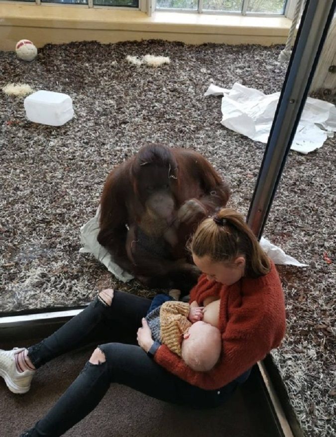 Orangutan próbował pogłaskać jej maleńkiego synka