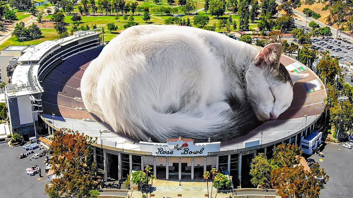 Świat należy do kotów. Udowadniają to te zabawne fotomontaże 1
