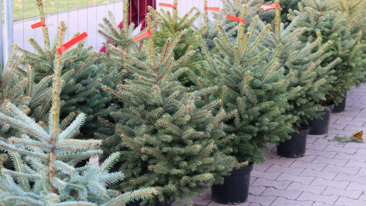 Widzisz tę narośl na choince? Czym prędzej się jej pozbądź.