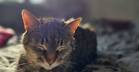 Co koty robią w maju? 10 ulubionych zajęć kotów!