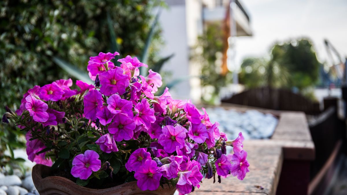 Supertunia — wyjątkowa odmiana petunii