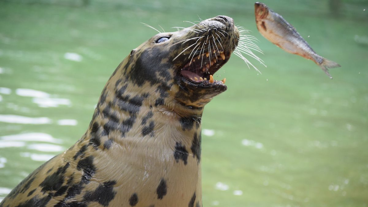 Selma królowa zoo