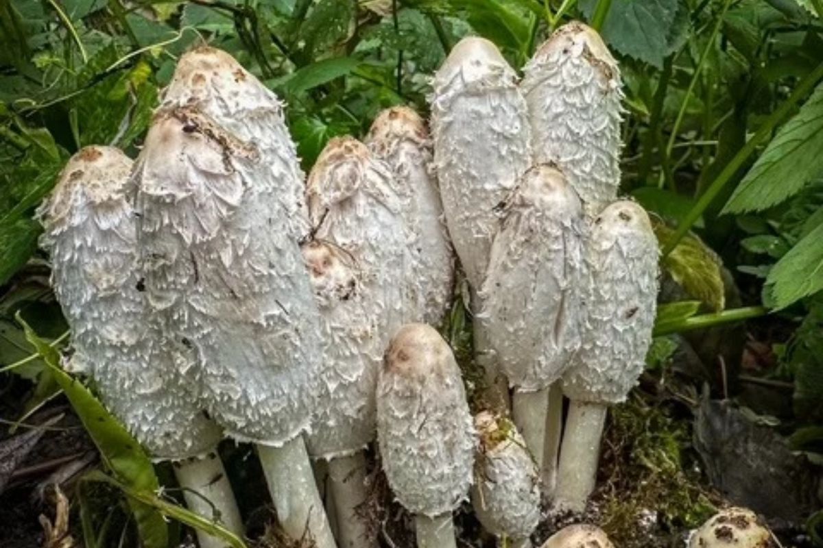 Czernidłak kołpakowaty w formie odpowiedniej do spożycia