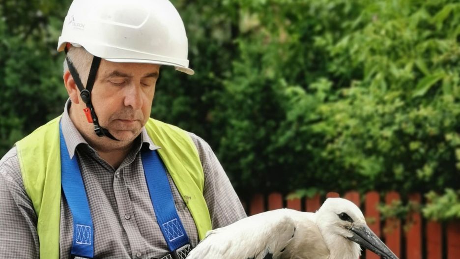 Śląskie. Blisko 300 wyklutych w tym roku na południu Polski bocianich piskląt zostało dotąd zaobrączkowanych.