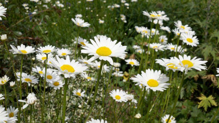 Motorola XT720 - więcej o procesorze, próbne zdjęcia i data wejścia do sprzedaży 4