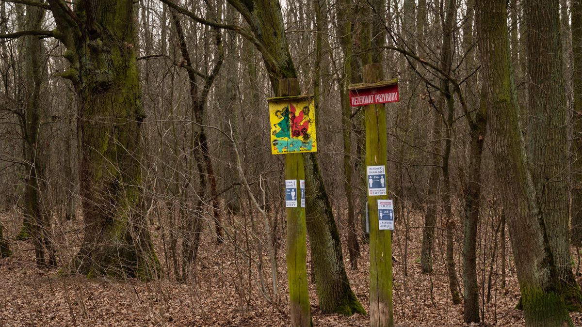 Wojskowi wytną drzewa w Lesie Kabackim. Potrzebują parkingu.