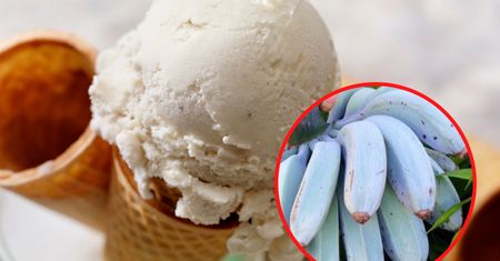 Niebieskie banany Blue Java hitem wśród internautów. Smakują jak lody waniliowe