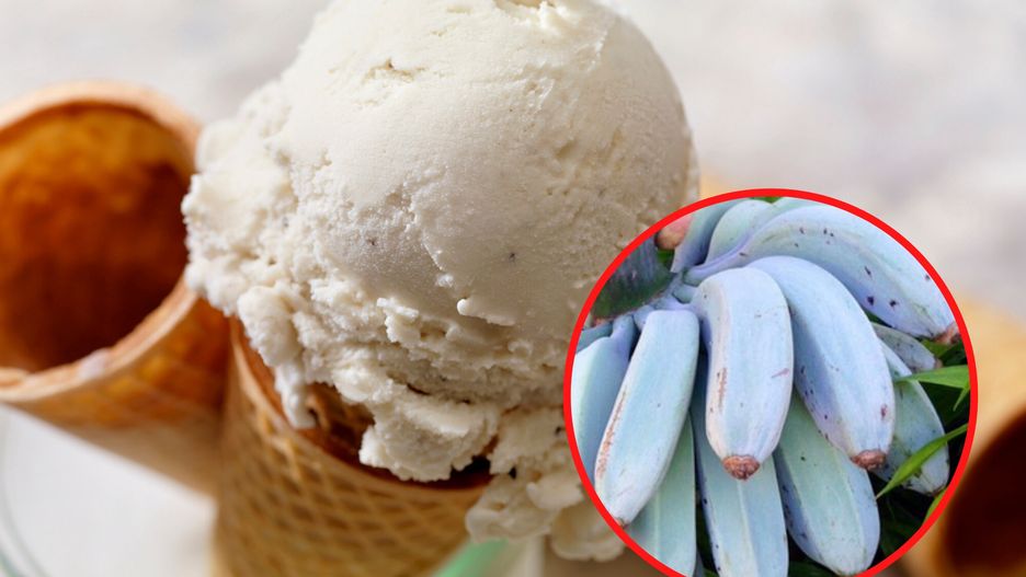 Niebieskie banany zaskakują smakiem