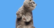 Koty fotografowane od dołu mają jeszcze więcej uroku niż zwykle