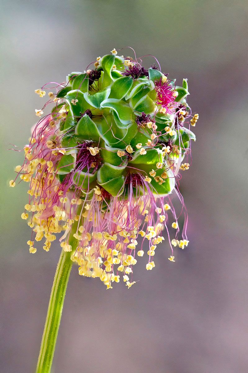 Najlepsze zdjęcia makro 12 edycji konkursu Garden Photographer of the Year 2
