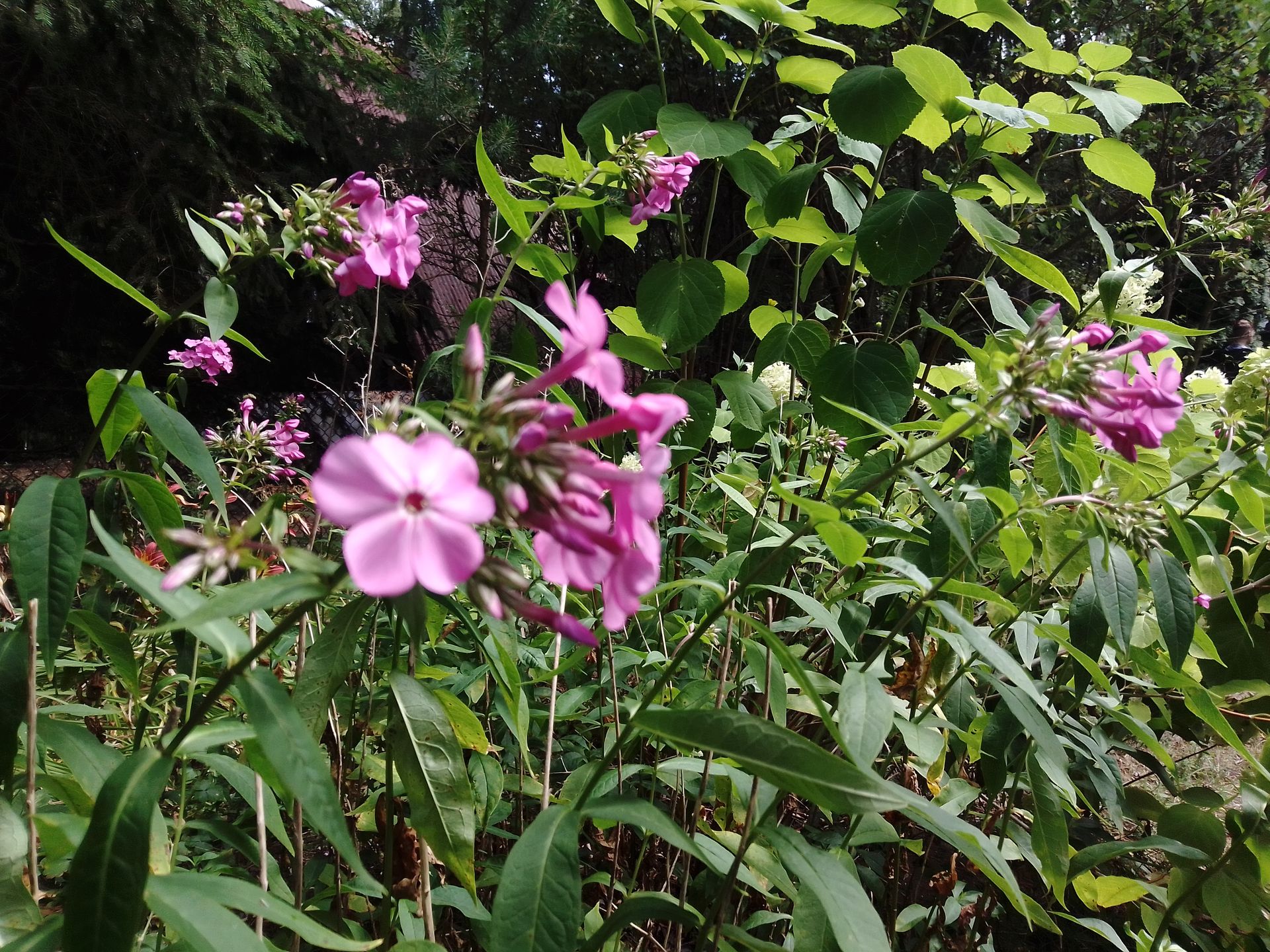 MyPhone Pocket Pro. Genialny smartfon za 500 zł, który zaskoczył mnie... wszystkim 7