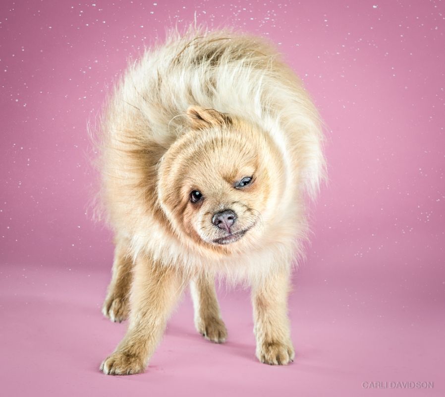 Shake Puppies - zakręcone szczeniaki Carli Davidson 1