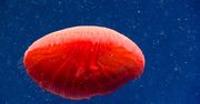Niesamowita meduza odkryta w głębinach oceanu. Naukowcy nie znali tego gatunku