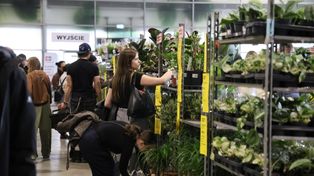 Kolekcjonerskie gatunki na wyciągnięcie ręki. W Lublinie trwa Festiwal Roślin