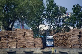 "Kazachskie" drewno w Polsce. Radykalny ruch skarbówki