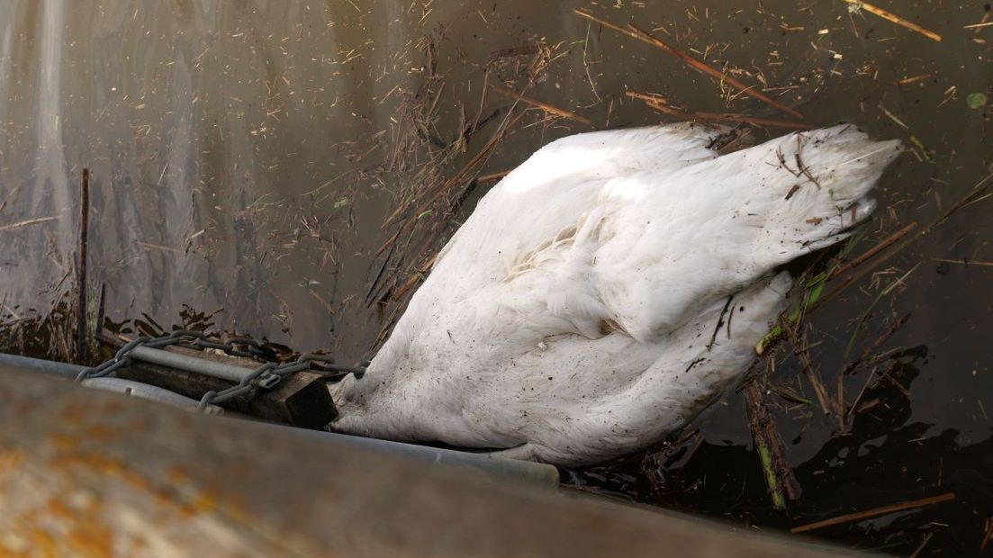 Jeden z martwych łabędzi był zakażony ptasią grypą. Zdj. ilustracyjne  