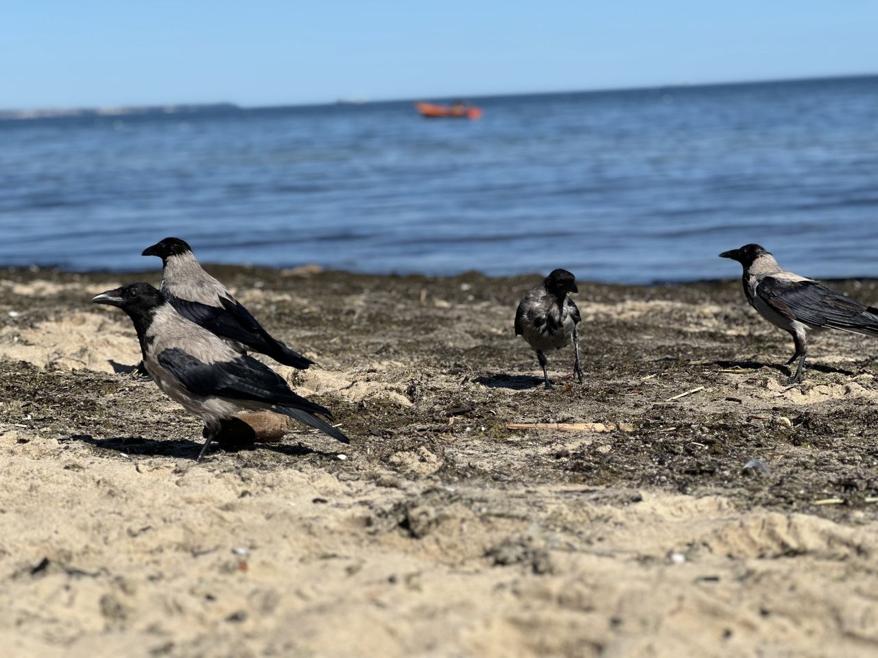 Plaża Brzeźno