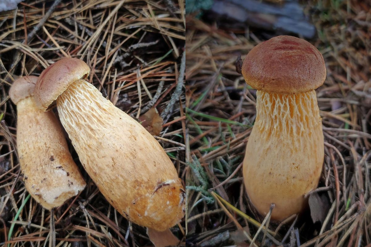 Niezwykły grzyb w polskim lesie