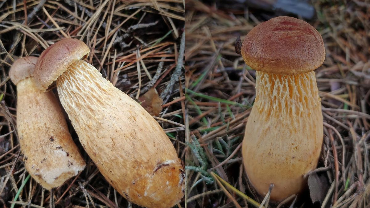 Niezwykły grzyb w polskim lesie