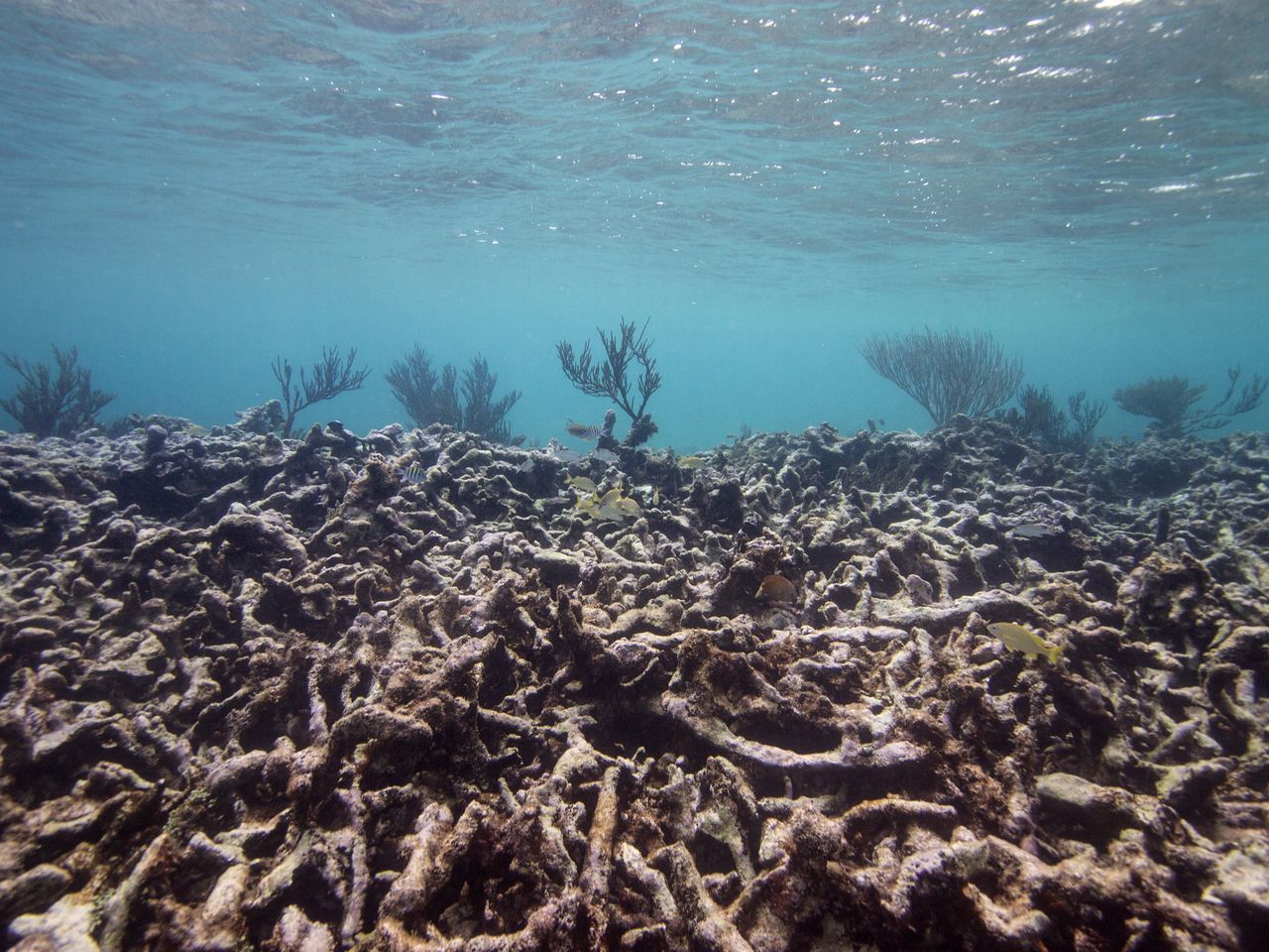 Teraz umierają. Ich globalny wpływ to 9,8 bliona dolarów