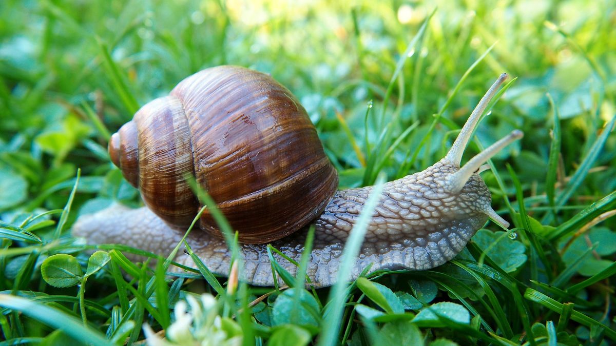 Błyskawiczny sposób na pozbycie się ślimaków