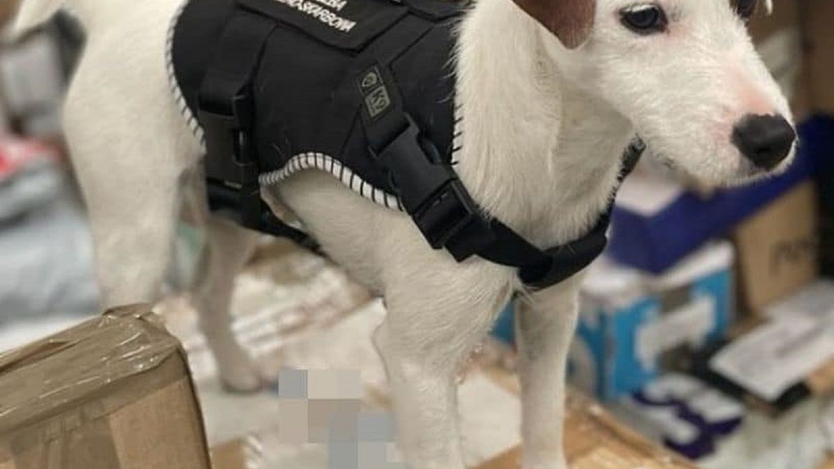 Lola jest nieustraszonym tropicielem nielegalnych substancji