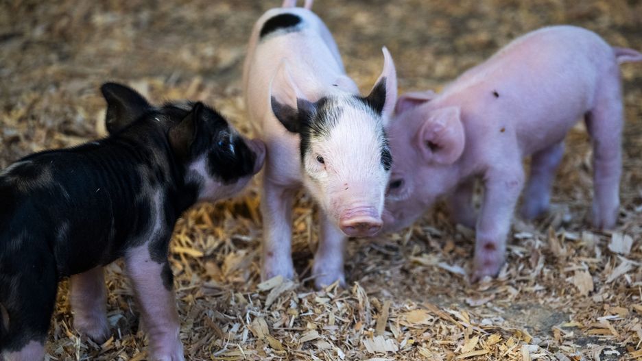 COSTA MESA, CA - August 07: Piglets that were born on August 5th play in their pen at the OC Fair in Costa Mesa, CA on Thursday, August 7, 2025. (Photo by Paul Bersebach/MediaNews Group/Orange County Register via Getty Images)