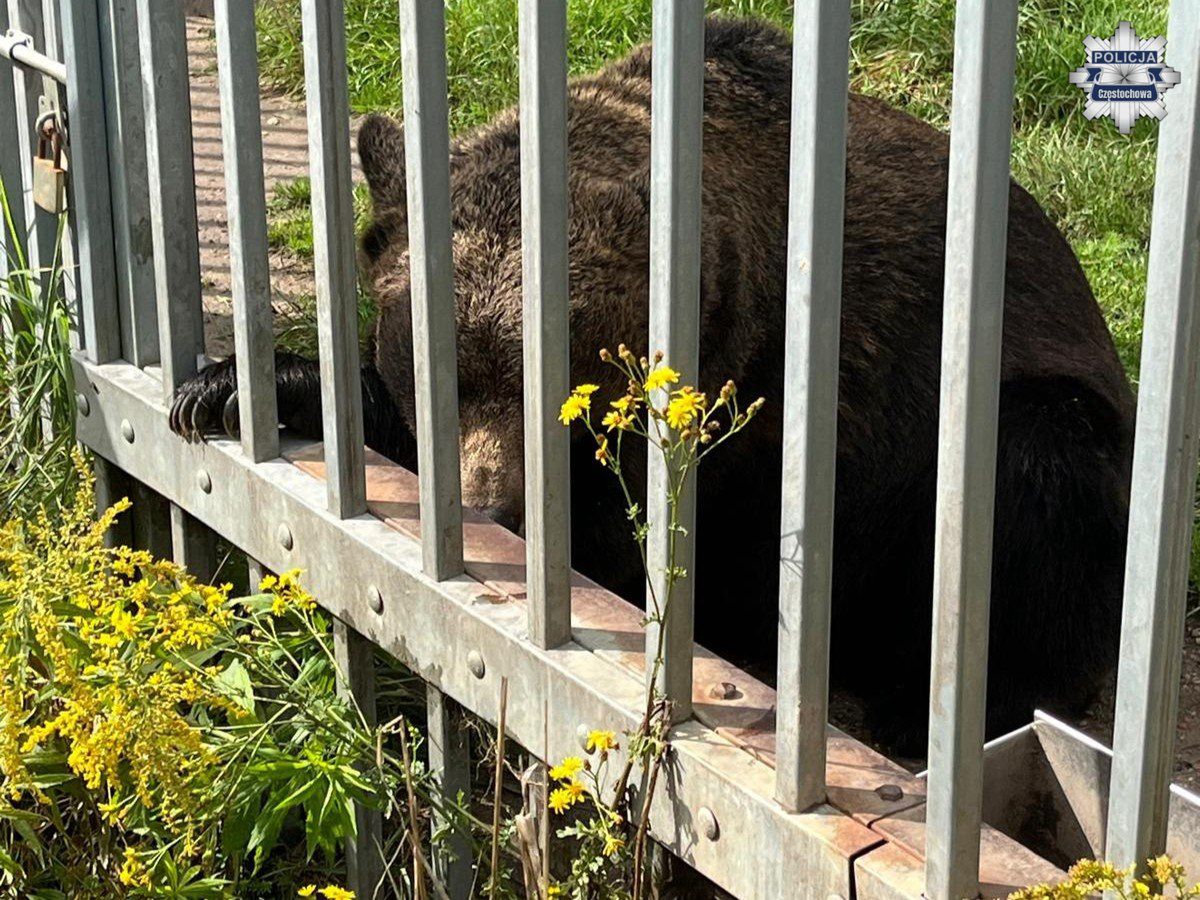 Niedźwiedzica jest cała i zdrowa