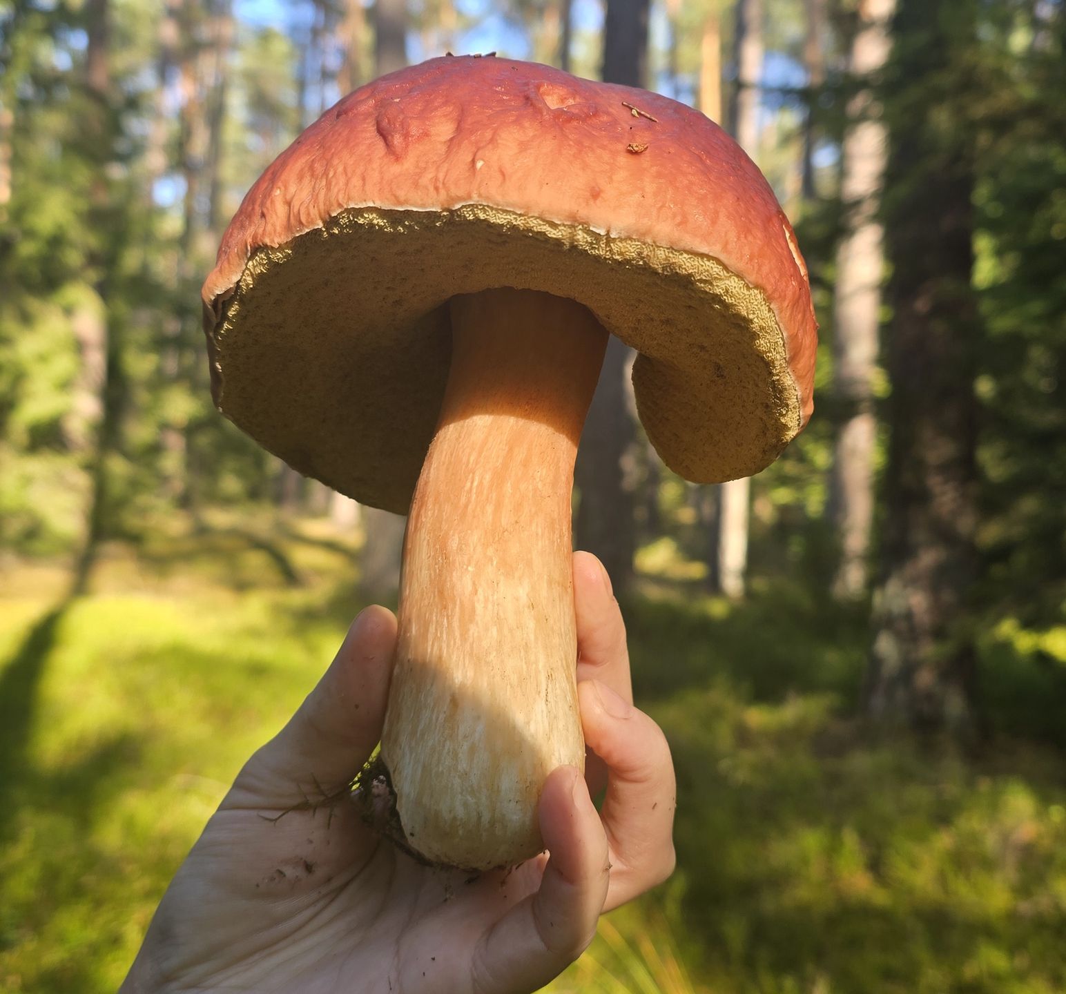 Grzybów jest już mniej, ale to jeszcze nie koniec sezonu.