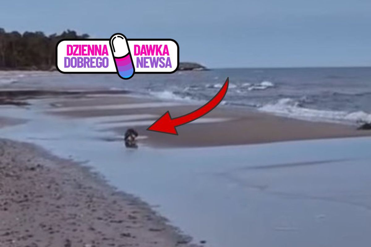 Nagle wpadła na plażę. "Niespotykane". Już 700 tys. wyświetleń