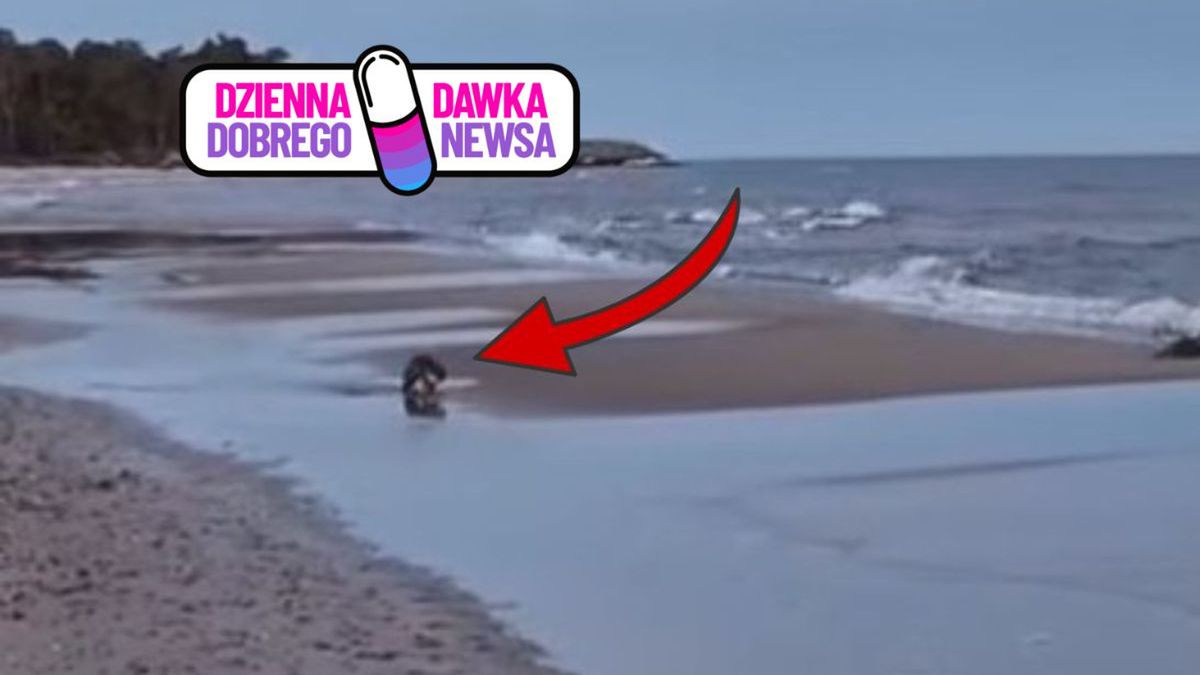 Niezwykłe spotkanie na plaży w Jarosławcu