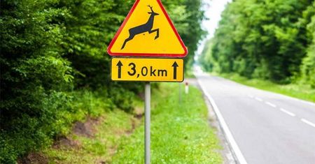 Rowerzysta zderzył się z sarną. Trafił do szpitala