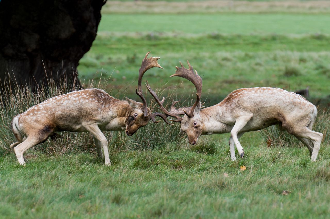 Na swoje "bezkrwawe łowy" Bartek wybiera pobliskie parki oraz rezerwaty przyrody w Wielkiej Brytanii, takie jak właśnie Richmond Park, Bushy Park, Regents Park. Kiedy jest w Polsce odwiedza swoje ulubione lasy, rzeki, pobliskie stawy.  Największą przyjemność sprawia mu podchodzenie oraz tropienie zwierząt. Wtedy naprawdę można poczuć się myśliwym z aparatem w ręku.