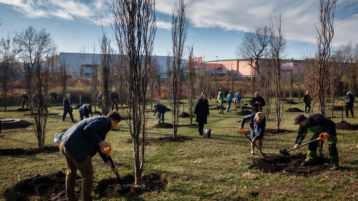Wybory prezydenckie 2020. Drzewa za wysoką frekwencję. Miasta zrzucają odpowiedzialność na mieszkańców [OPINIA] 1