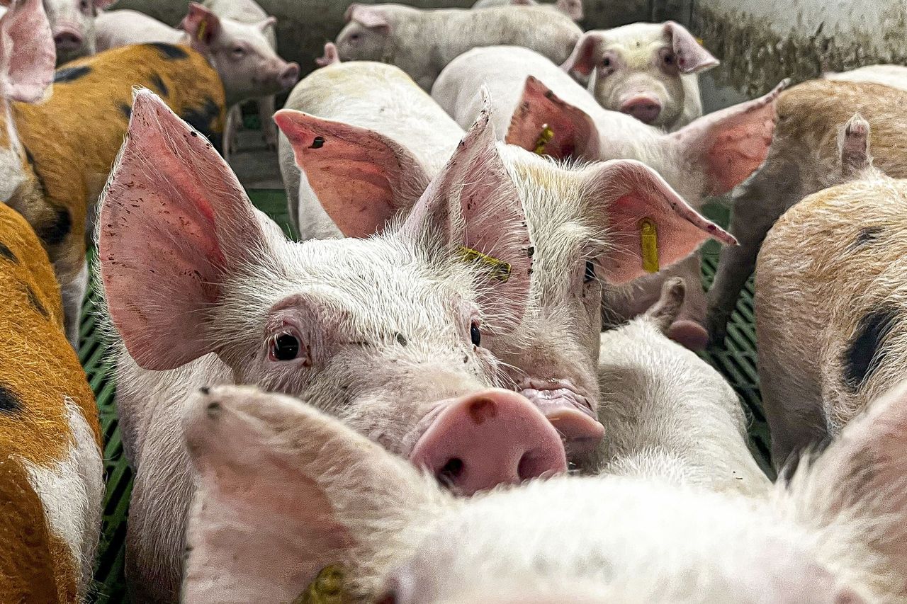 Podrzucony wirus ASF. To mógł być sabotaż