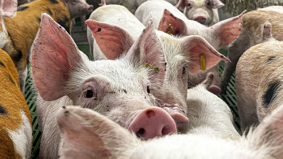 Pigs are seen on a pig farm in Zaragoza, Aragon, Spain, 01 December 2025. Aragon has stepped up inspections and biosecurity controls on pig farms following the detection of African swine fever cases (ASF) in Catalonia. EPA/JAVIER BELVER Dostawca: PAP/EPA.